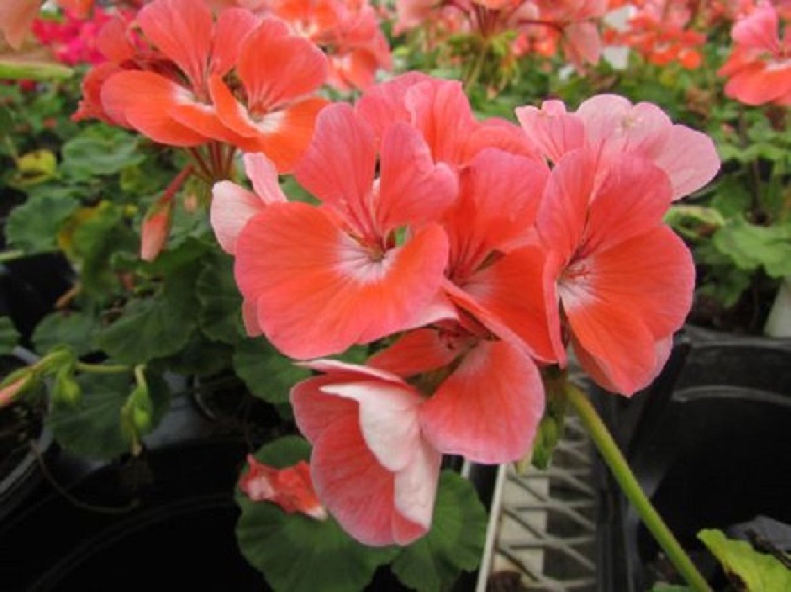 MPB3 Maverick Salmon Geranium Seeds Maverick Geranium 15 Thru Etsy