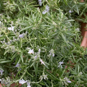 MPB#11 Rosemary Seeds Herb Seeds 50 thru 1,000 you pick the amount you need.