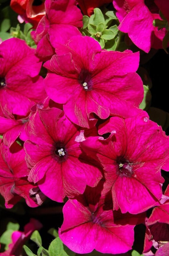 1,000 Pelleted Candypops Orange Pelleted Petunia Seeds BULK SEEDS