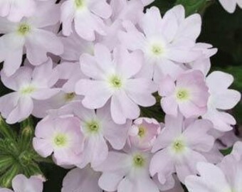 BIN#R3D4 Verbena Quartz XP Silver Flower Seeds 50 Seeds