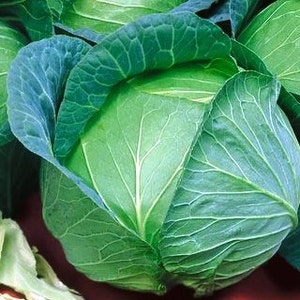 May include: A large, green head of cabbage with tightly packed leaves.