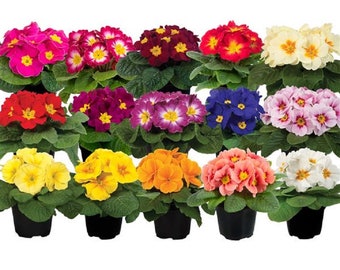 Primula Seeds Paradiso Early Mix 50 Primrose Seeds