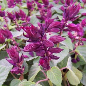 Bulk Flower Seeds 500 Salvia Vista Purple Seeds