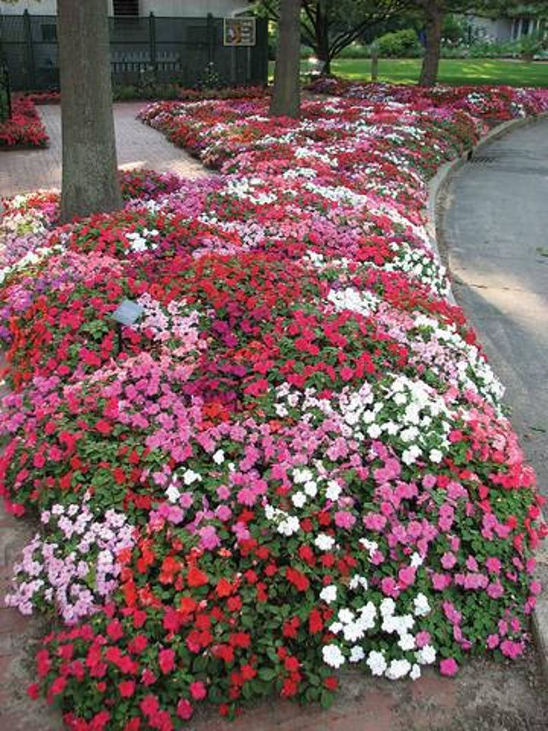 1000 Bulk Impatiens Seeds Impatiens Accent LTD Edition Mix Etsy UK