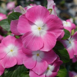 Vinca Seeds Mega Bloom Pink Halo 25 Seeds Large Blooms