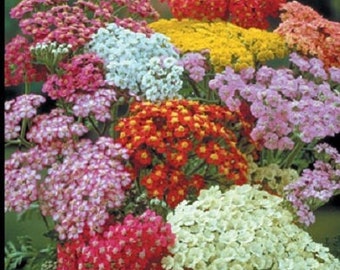 100 Achillea Seeds Yarrow Summer Pastels (PERENNIAL)