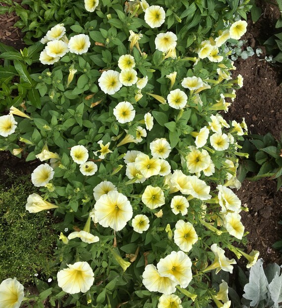 Easy Wave Yellow Petunia Seeds 15 thru 200 Pelleted Seeds Wave | Etsy