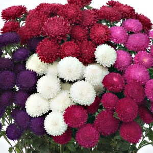 100 Aster Seeds Aster Bonita Mix Cut Flower Seeds