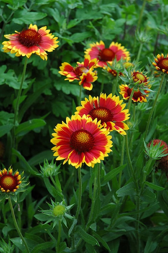 MPB12 Gaillardia Goblin Seeds Gaillardia Seeds Blanket Flower Seeds 25 Thru  200 Seeds Perennial Seeds - Etsy