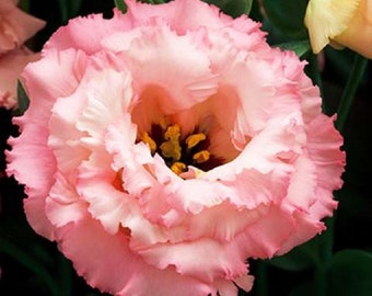 25 Lisianthus Seeds Corelli Apricot Pelleted Seeds Cut Flower Seeds Cut Flowers Plant Seeds
