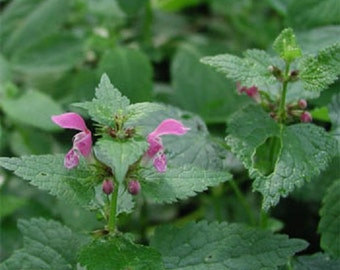 250 Horehound Seeds Marrubium Vulgare Herb Seeds