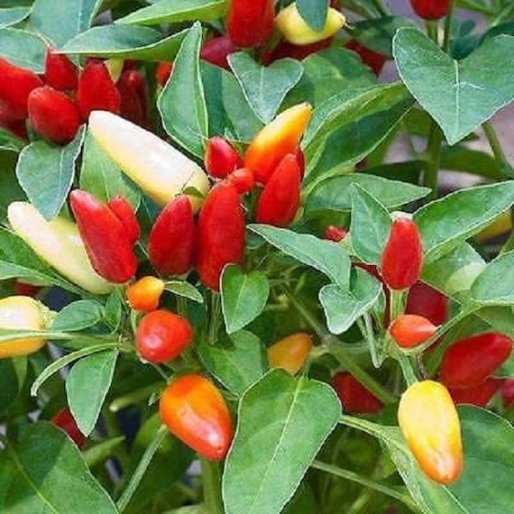 Hot Pepper Seeds Cascabella 25 Thru 250 Seeds Chili Pepper Garden Seeds  Vegetable Seeds - Etsy