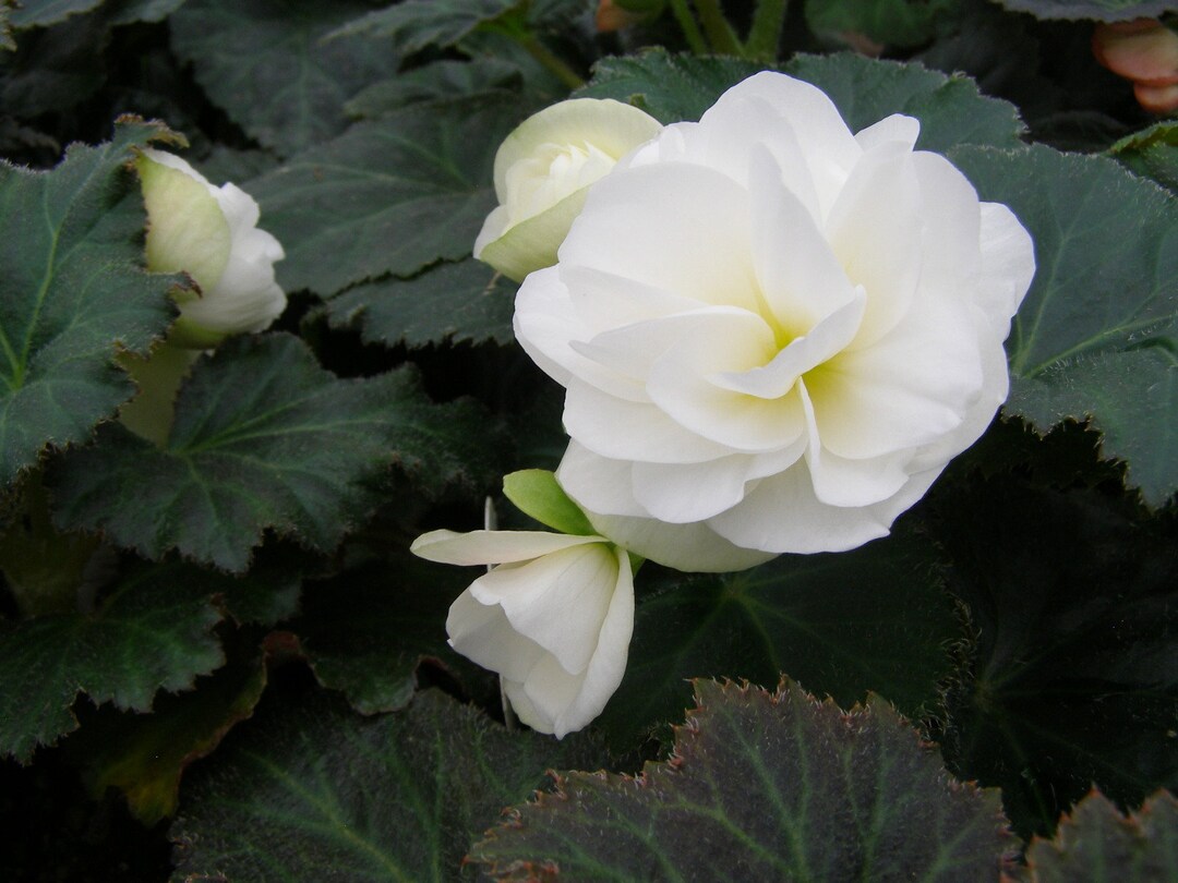 MPB#6 Begonia Seeds Nonstop Mocca Pink 15 Thru 250 Pelleted Seeds