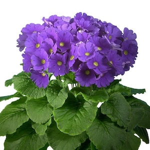 Primrose Seeds Primula Obconica Original Blue 50 Seeds