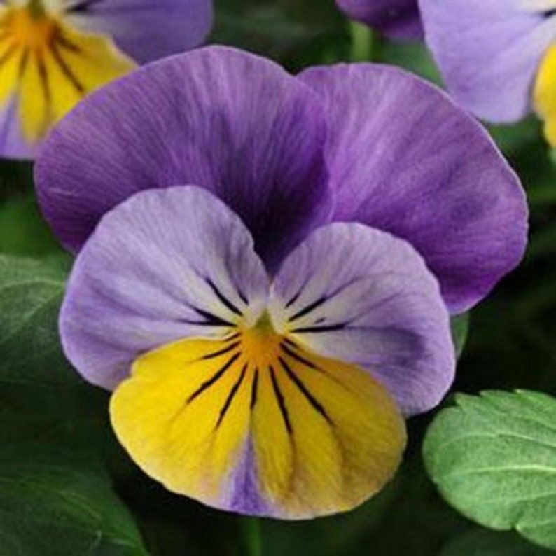 Viola Sorbet XP Seeds