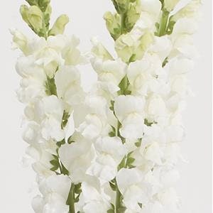 50 Snapdragon seeds Snapdragon Calima Pure White