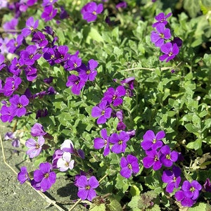 Rock Cress Seeds Cascade Blue Perennial Seeds Aubrieta Seeds Cascade Blue Rock Cress Seeds 100 thru 1,000 Seeds You Pick image 2