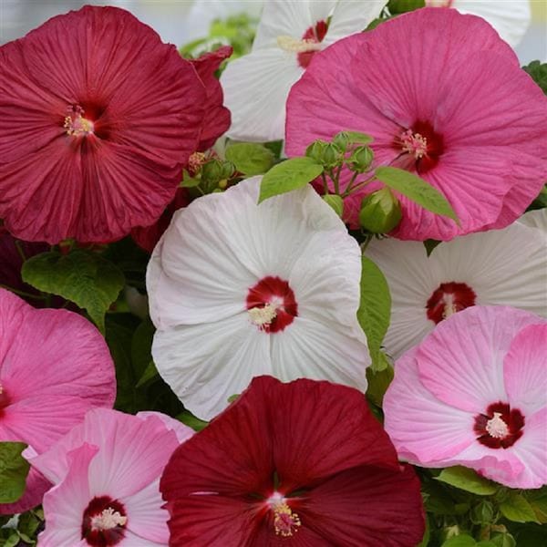 15 Hibiscus Seeds Luna Mix HARDY HIBISCUS (Perennial Seeds)