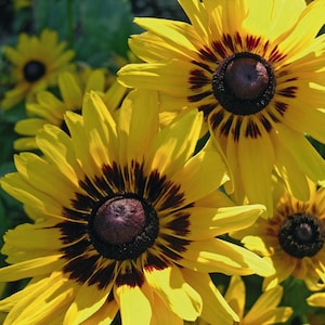 Rudbeckia Seeds Denver Daisy 50 Seeds Rudbeckia Hirta Black Eyed Susan