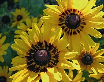 Rudbeckia Seeds Denver Daisy 50 Seeds Rudbeckia Hirta Black Eyed Susan