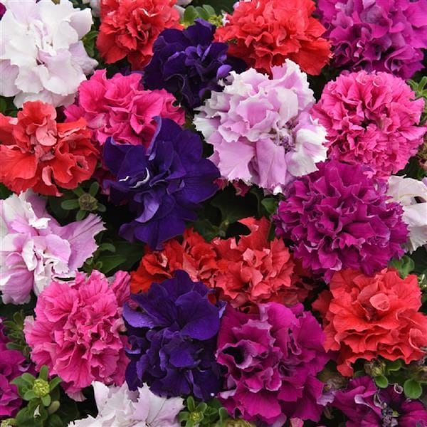 50 Pelleted Seeds Double Cascade Mix Petunia Seeds Double Petunia Seeds