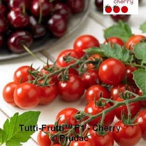 25 Tomato Seeds Tomato Tutti Frutti Cherry F1 Cherry Tomato Seeds