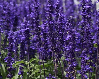 Salvia Seeds Salvia Victoria Blue 100 Flower Seeds