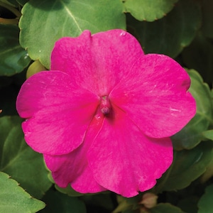 Flower Seeds 50 Impatiens Seeds Accent Rose Flowers, Gifts, Sale