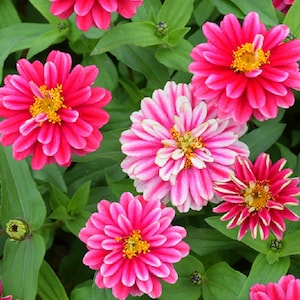 May include: A close-up of pink and white zinnia flowers with yellow centers. The flowers are in bloom and have a soft, delicate appearance. The flowers are surrounded by green leaves.