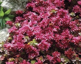 Sedum Dragon Blood Etsy Sedum Dragon Blood Etsy