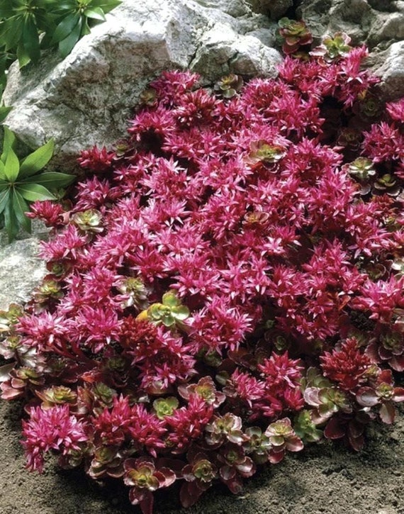 Sedum Seeds Dragon Blood Succulent Seeds 250 Thru Seeds Etsy
