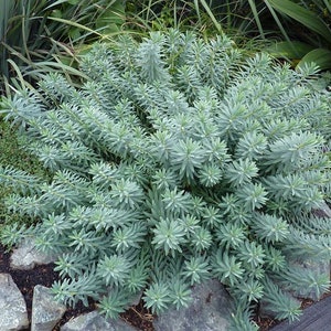 Euphorbia Seeds Blue Haze 25 Seeds Sedum Seeds Perennial