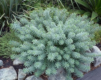 Euphorbia Seeds Blue Haze 25 Seeds Sedum Seeds Perennial