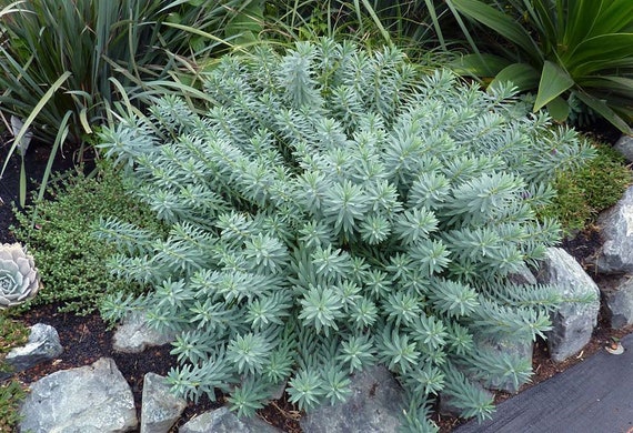Euphorbia Seeds Blue Haze 25 Seeds Sedum Seeds Perennial Euphorbia Seeds Blue Haze 25 Seeds Sedum Seeds Perennial