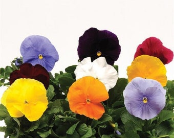 May include: A close-up of a group of colorful pansies in a black pot. The pansies are in various shades of purple, blue, yellow, orange, red, and white.