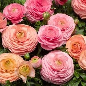 Ranunculus Seeds Magic Pink & Peaches 25 Pelleted Pelleted Seeds