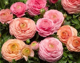 Ranunculus Seeds Magic Pink & Peaches 25 Pelleted Pelleted Seeds