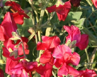 50 Seeds Sweet Pea Winter Elegance Scarlet SWEET PEA SEEDS