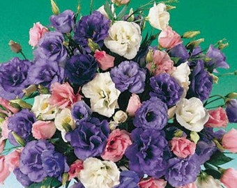 MPB#4 Lisianthus Seeds Echo Mix 50 Pelleted Seeds Flower Seeds