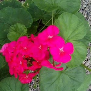 Geranium Maverick Pink Geranium Seeds 15 Geranium Seeds