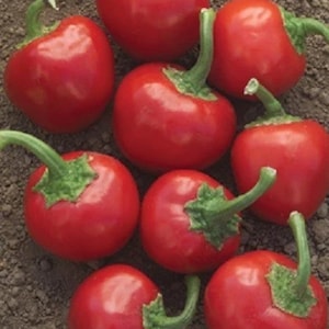 Hot Pepper Seeds Red Hot Cherry 50 thru 1,000 Vegetable Seeds Garden Seeds