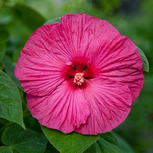 Hibiscus Seeds Honeymoon Rose Hardy Hibiscus 15 Seeds Perennial Seeds