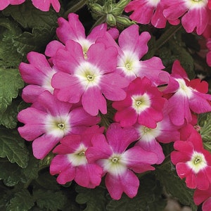 BIN#1R3D5 Verbena Seeds Tuscany Rose With Eye Verbena 25 Seeds