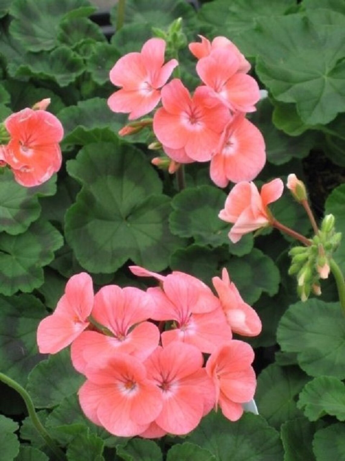 MPB3 Maverick Salmon Geranium Seeds Maverick Geranium 15 Thru Etsy