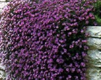 Rock Cress Seeds Cascading Purple 100 Aubrieta Seeds (PERENNIAL)