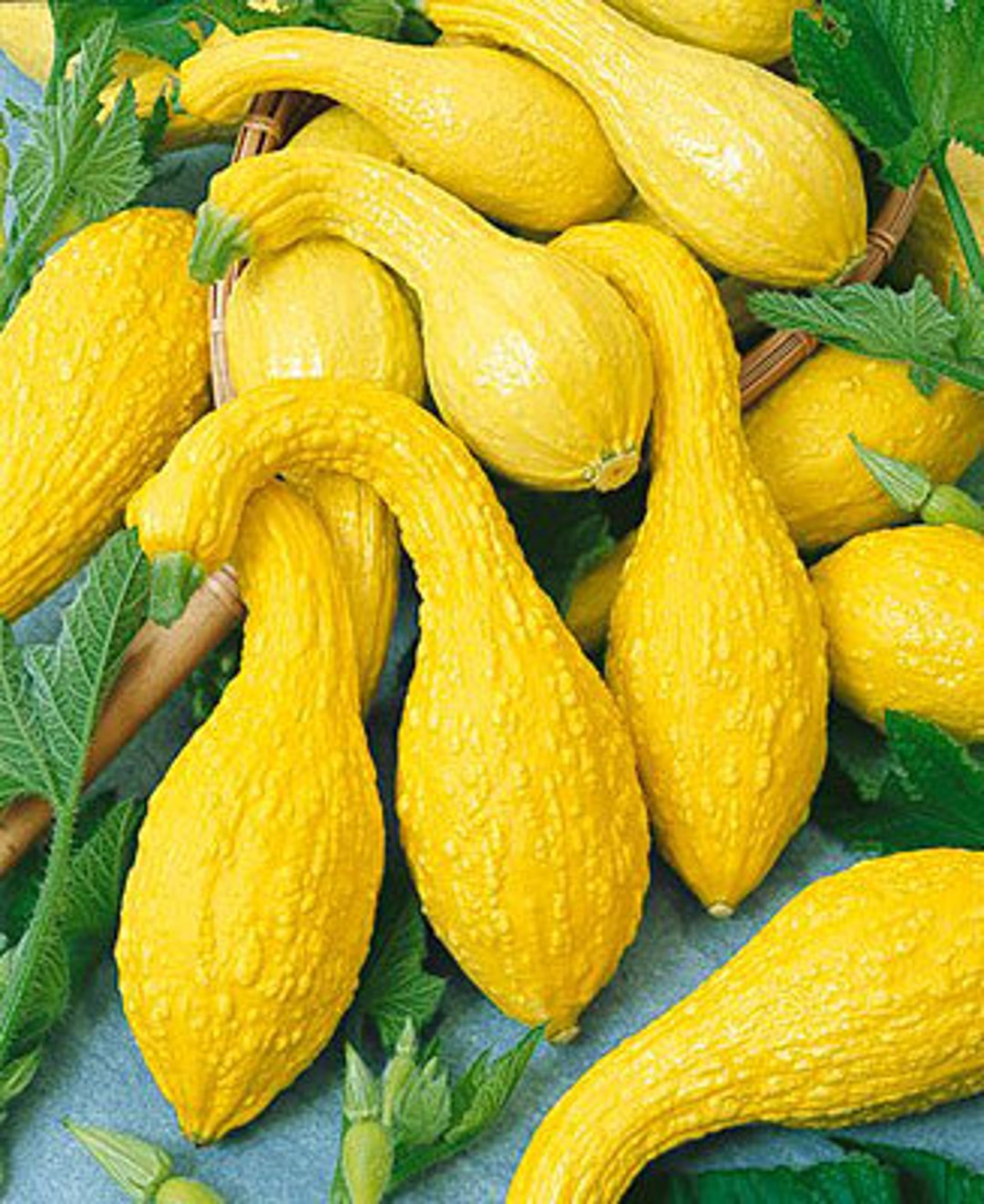 Squash Seeds 250 Yellow Crookneck Summer Squash Seeds Etsy