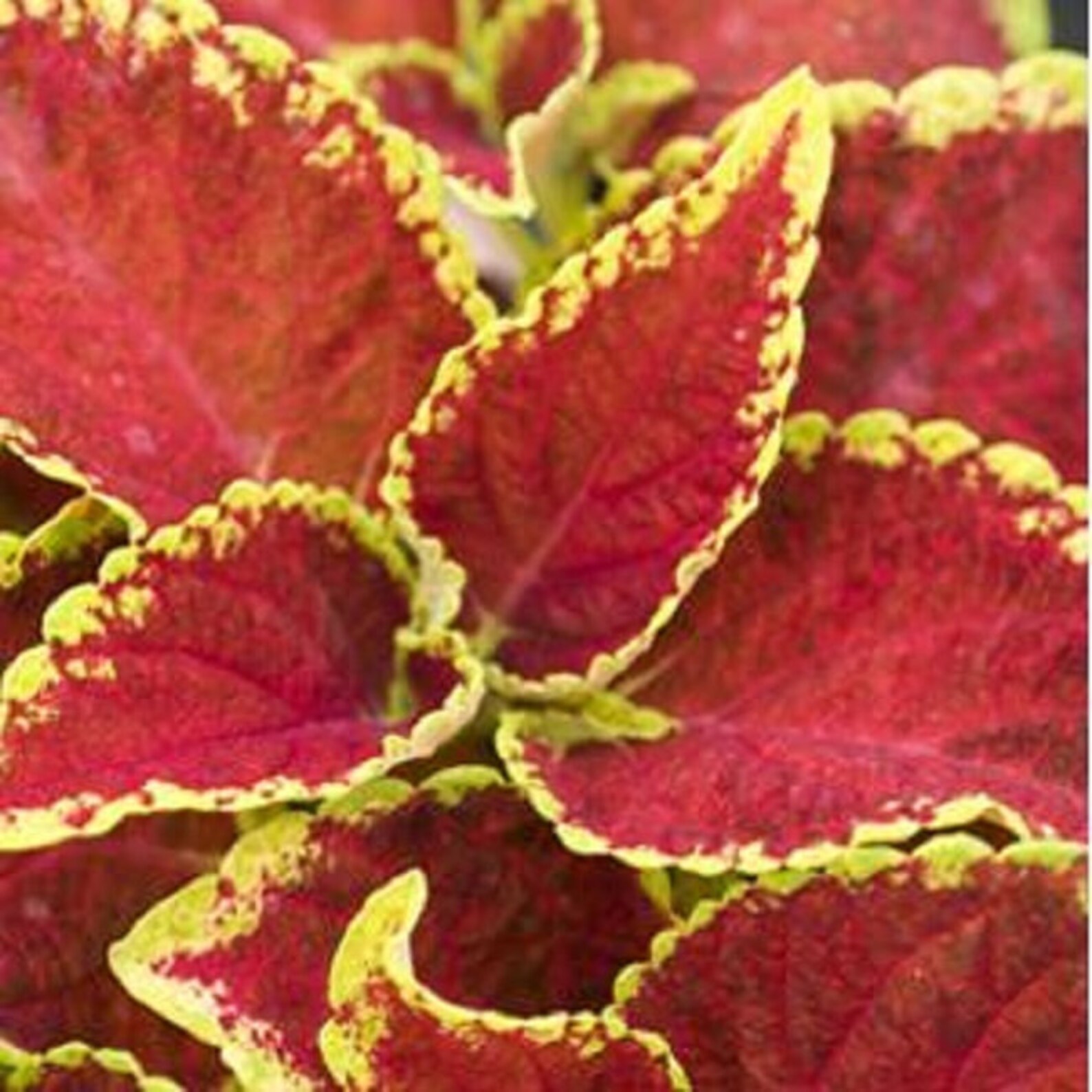 Ruby Ruffles Coleus Pelleted Coleus Seeds Coleus Seeds Fairway Ruby 50 Thru 500 | Etsy