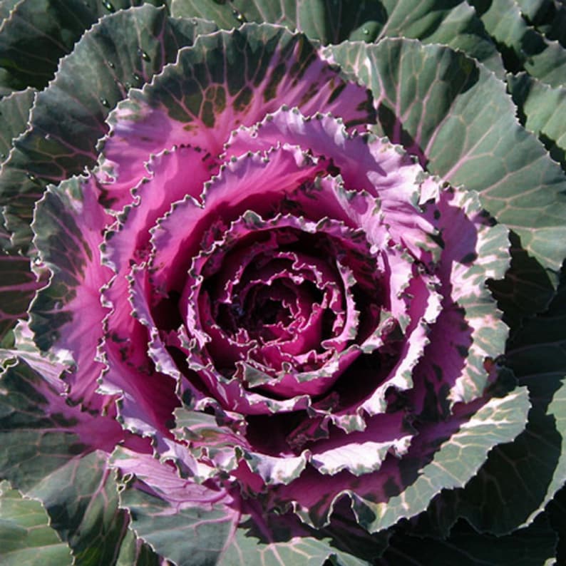 Flowering Cabbage Seeds 50 Osaka Red Flowering Kale Seeds Etsy