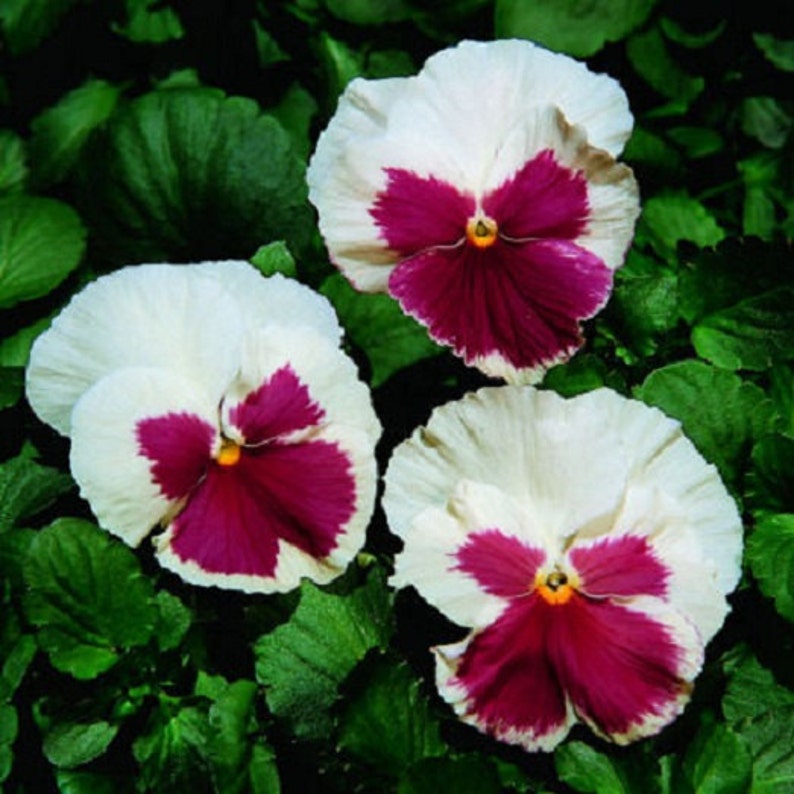 50 Pansy Seeds Faces Blush White Pansy Seeds FLOWER SEEDS