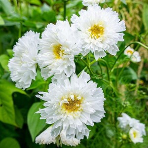 May include: Close-up of white cosmos flowers with yellow centers. The flowers are in bloom and have a delicate, feathery appearance.